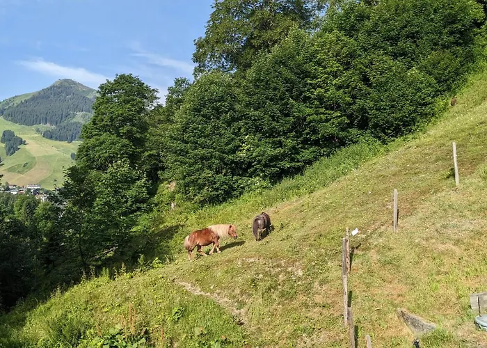 Apartament Ferius Inklusive Jokercard Im Sommer Saalbach-Hinterglemm