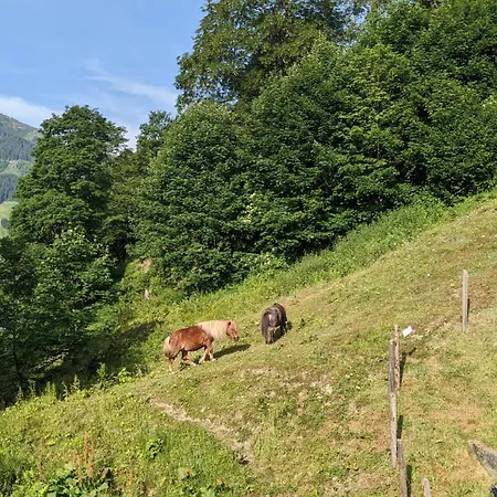Apartment Ferius Inklusive Jokercard Im Sommer Saalbach